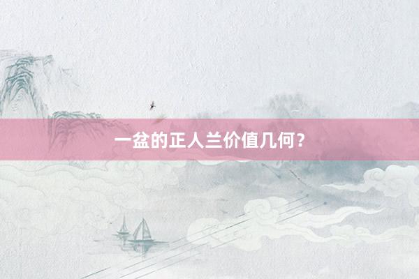 一盆的正人兰价值几何？